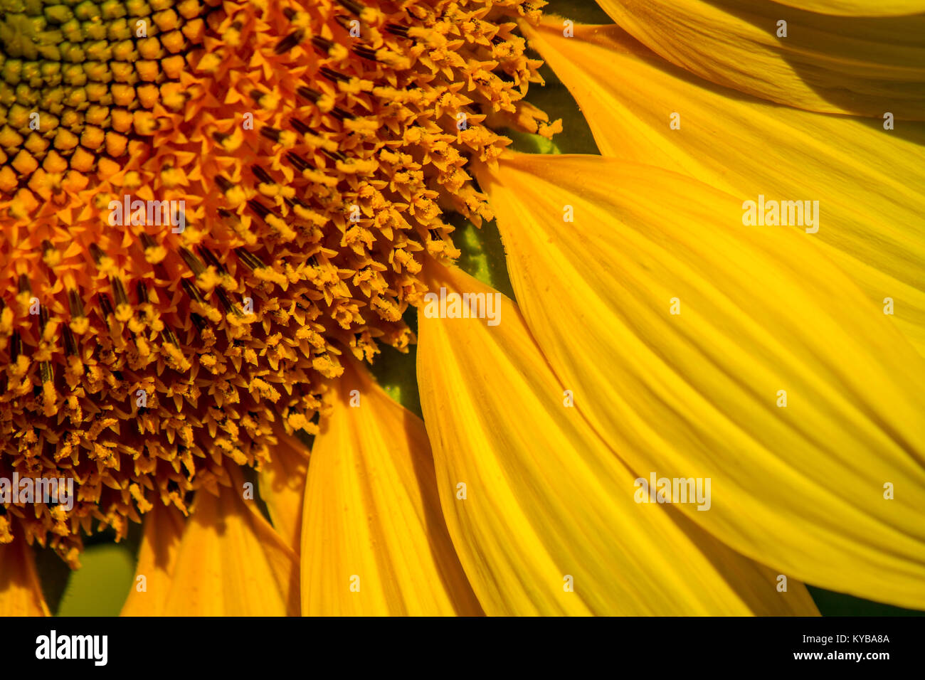 closed up beautiful pattern of petal sunflower Stock Photo