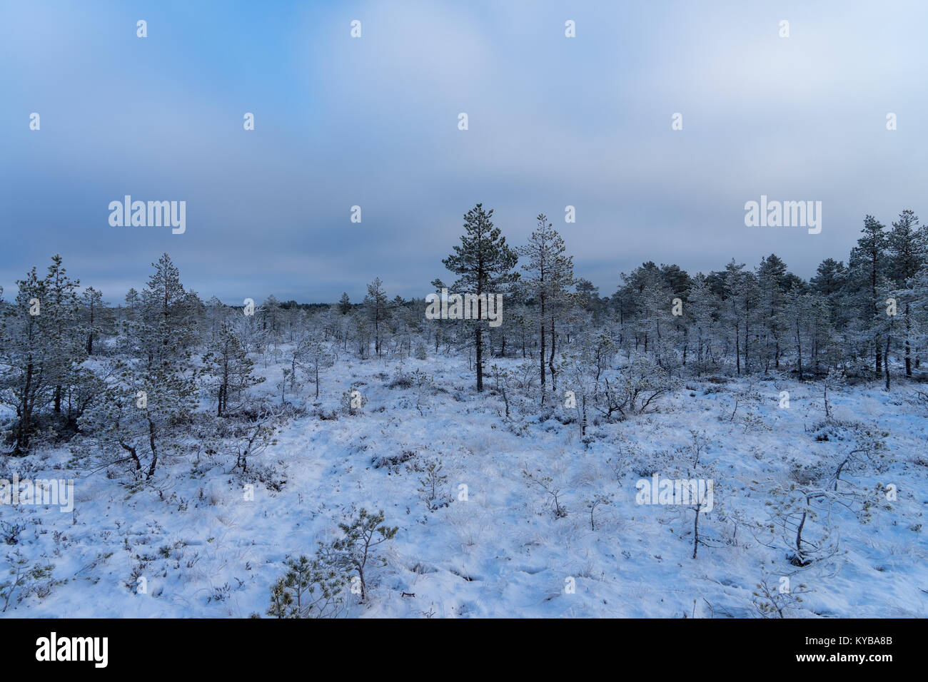 Beautiful winter forest Stock Photo - Alamy