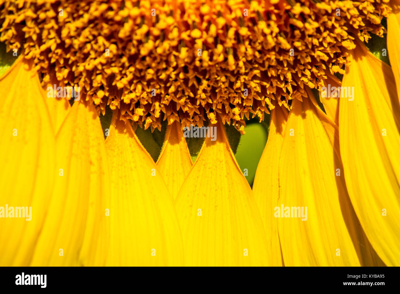 closed up pattern of petal sunflower with small pollen Stock Photo