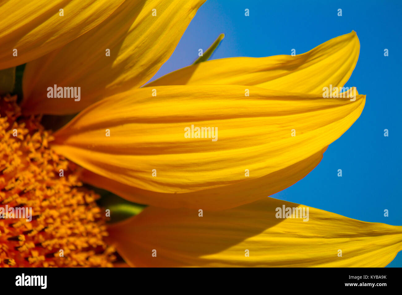 closed up petals of a sunflower, beautiful yellow petal and blue background Stock Photo