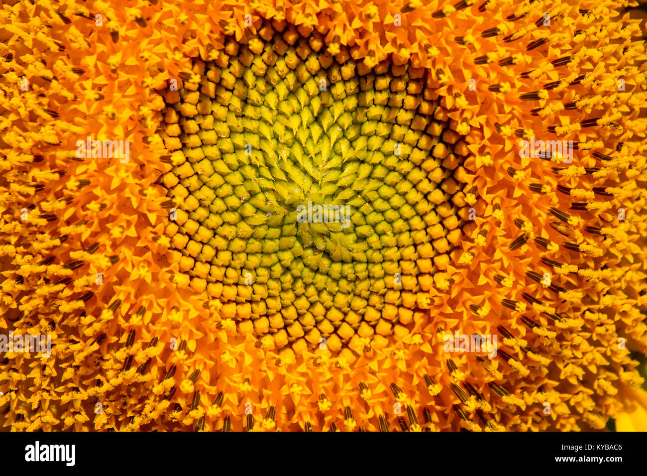 closed up middle of a sunflower, fresh yellow pollen with young seed pattern Stock Photo