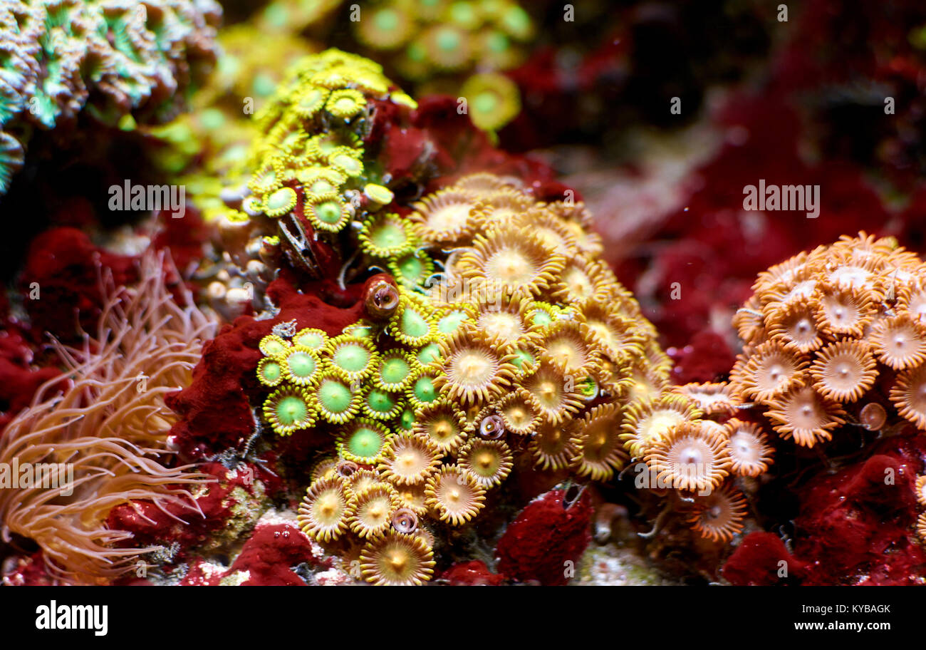 Beautiful Zoanthus coral and anemone in saltwater aquarium Stock Photo
