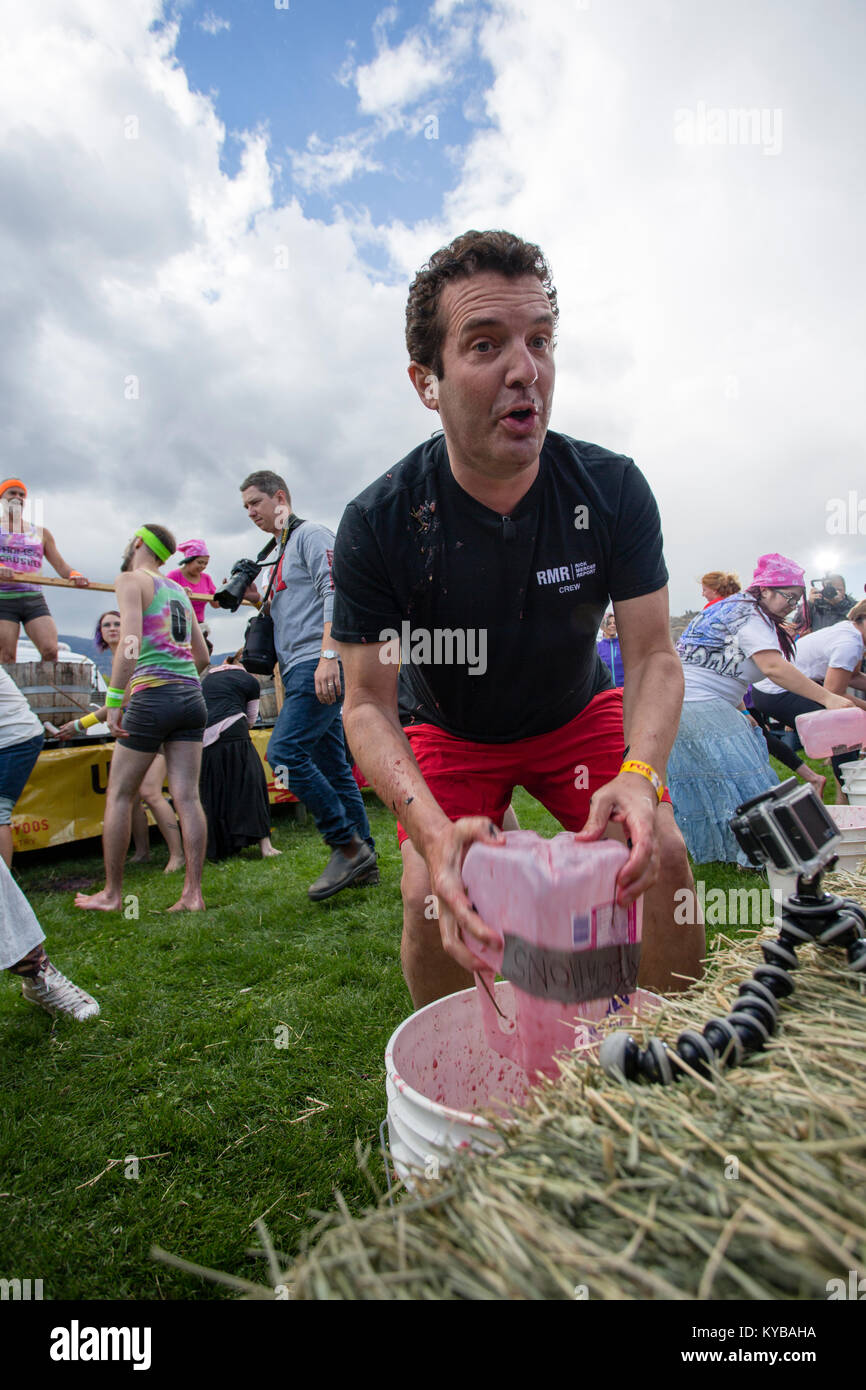 Canadian comdeian Rick Mercher in the grape stomp celebrating at the annual Festival of the Grape in Oliver, British Columbia. Stock Photo