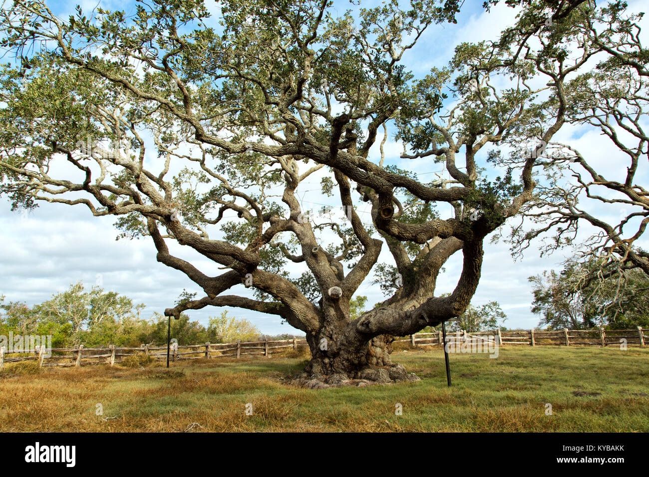 'Big Tree'  Coastal  Live Oak  'Quercus virginiana', in excess of  1000 years old. Stock Photo
