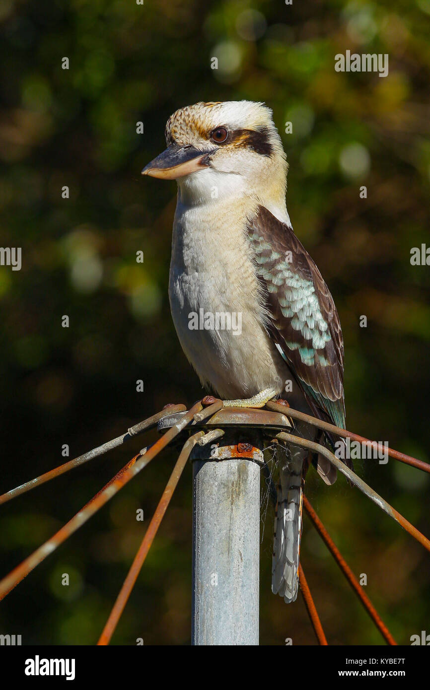 Kookaburras are terrestrial tree kingfishers of the genus Dacelo native to Australia and New Guinea. They grow to between 28–42cm (11–17in) in length. Stock Photo