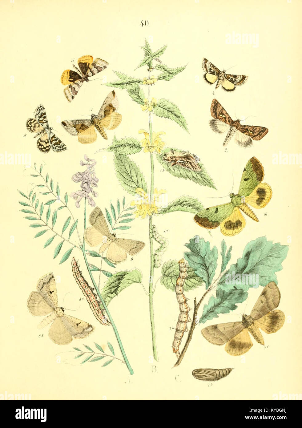 Depicted Insect The illustrated entomological museum presents a collection of detailed ...