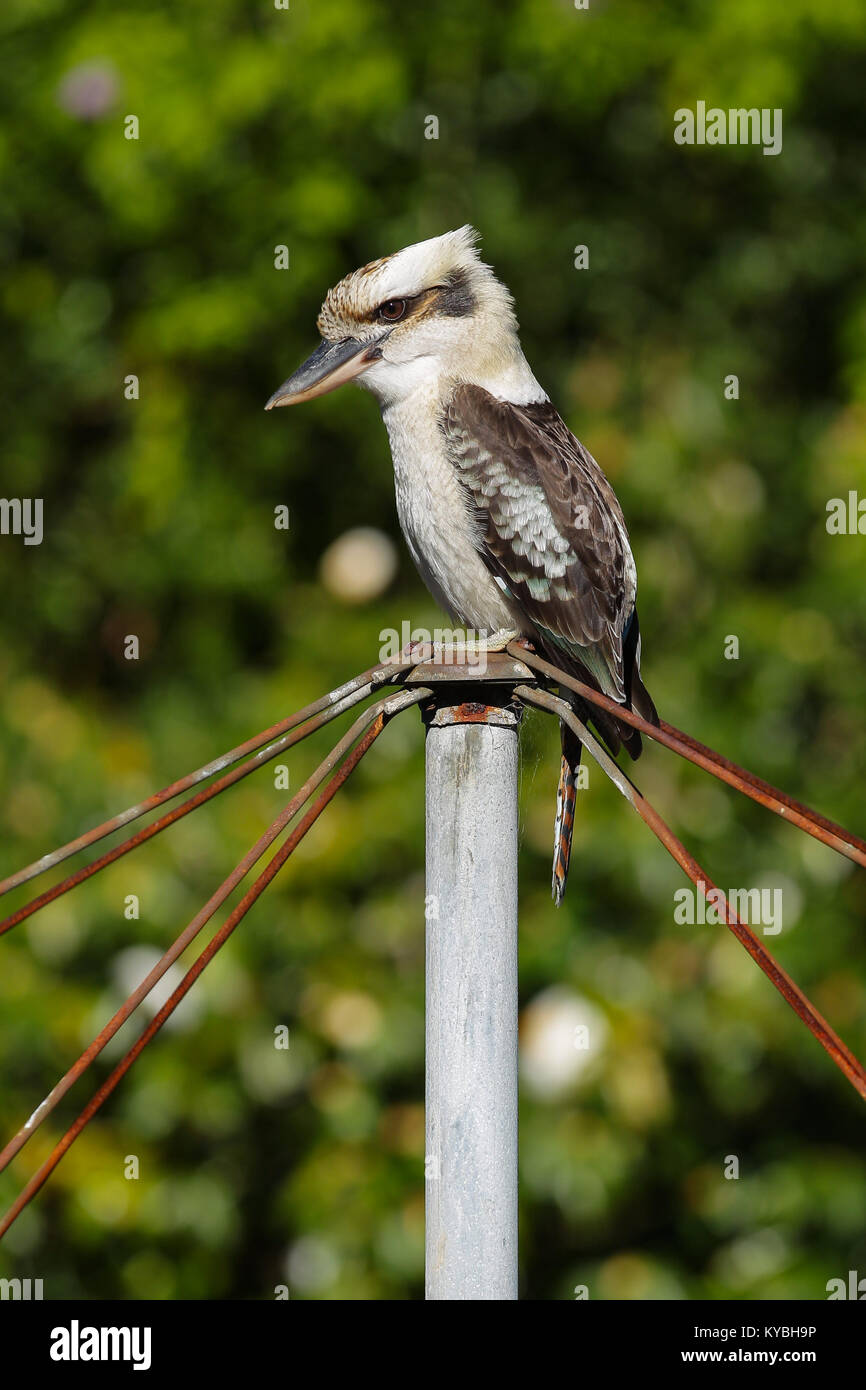 Kookaburras are terrestrial tree kingfishers of the genus Dacelo native to Australia and New Guinea. They grow to between 28–42cm (11–17in) in length. Stock Photo