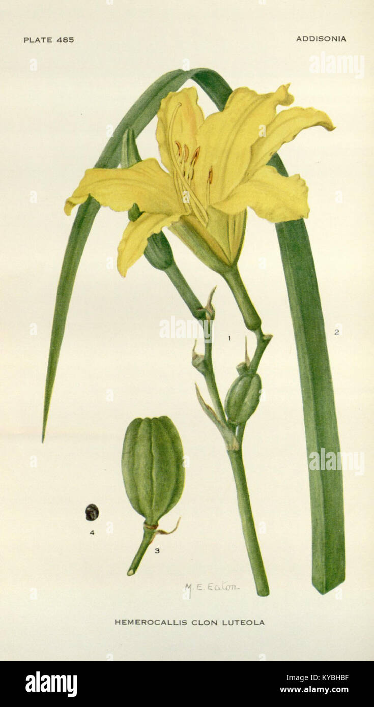 M E Eaton, Hemerocallis × exilis 'Luteola' (1930) Stock Photo