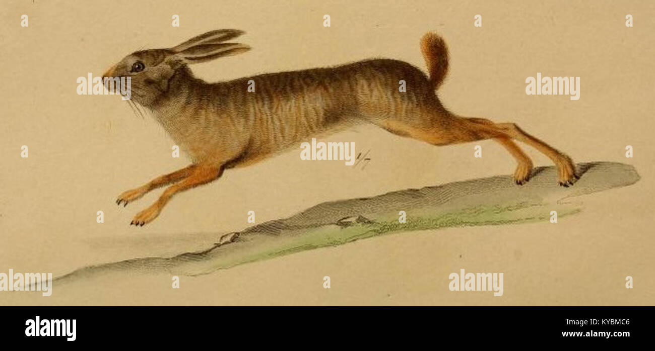 Natal red rock hare, Pronolagus crassicaudatus I. Geoffroy, 1832 Stock Photo