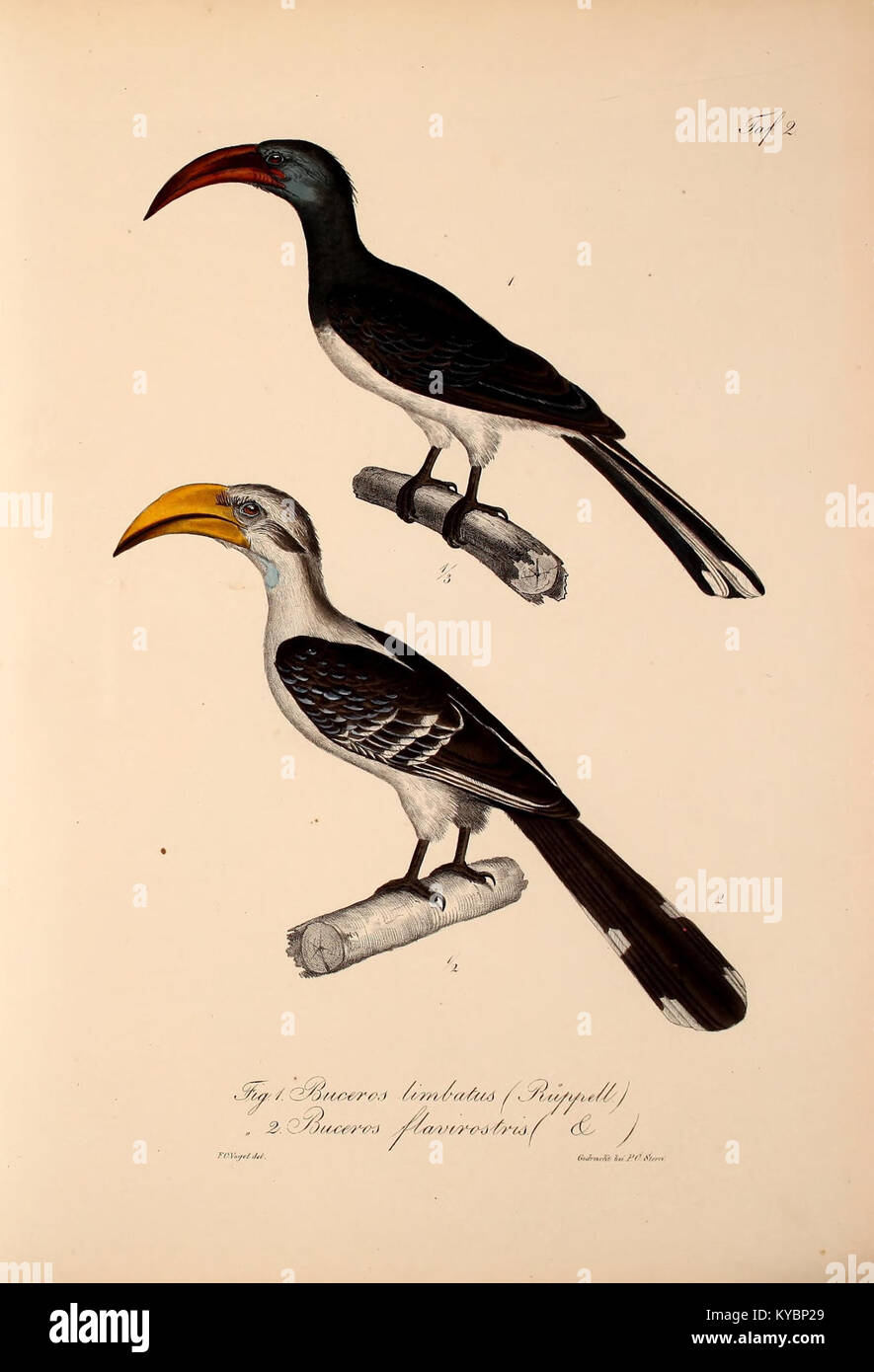 This scientific work focuses on new vertebrate species identified in ...