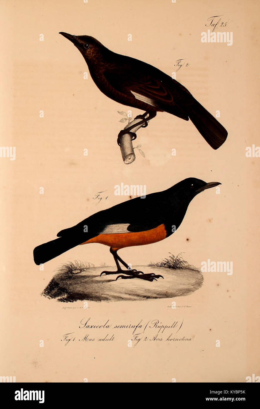Study detailing the discovery and classification of new vertebrate ...