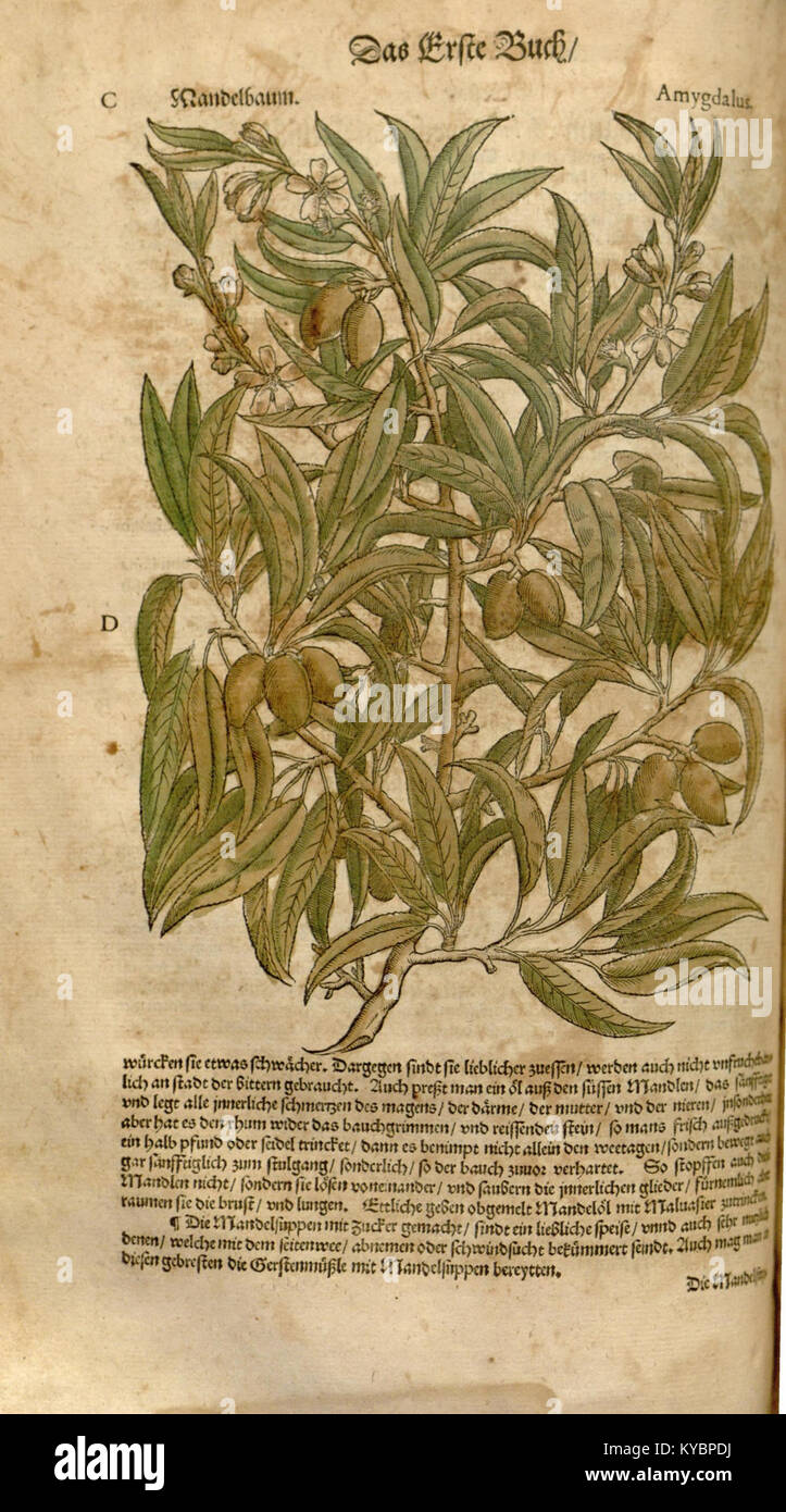 An image of the 'New Kreterbuch,' a historical herbal book documenting  medicinal plants and their uses. It is an early example of botanical  illustration and herbal medicine documentation from the Renaissance period