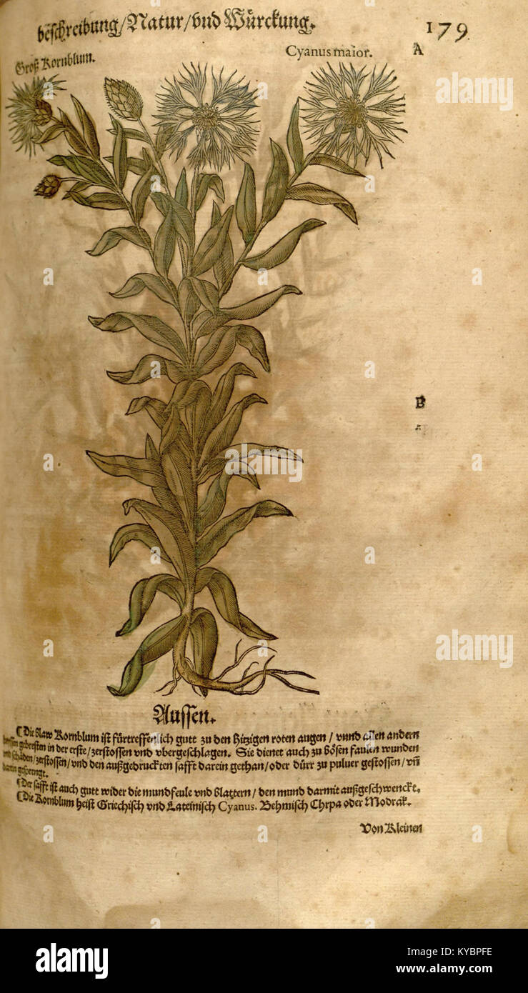 A botanical entry from the 'New Kreüterbuch,' outlining plant features ...