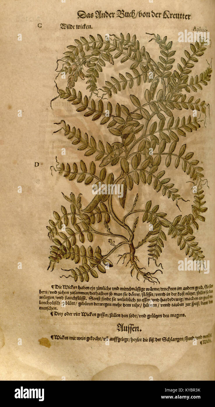 A 16th-century herbal page from Leonhart Fuchs’s *New Kreüterbuch ...