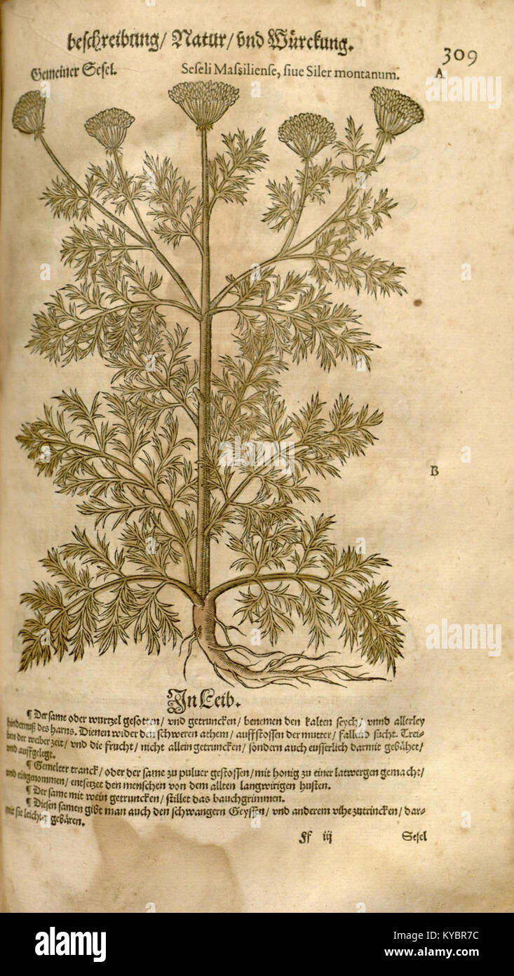 A botanical illustration from Leonhart Fuchs’s *New Kreüterbuch* (1543 ...