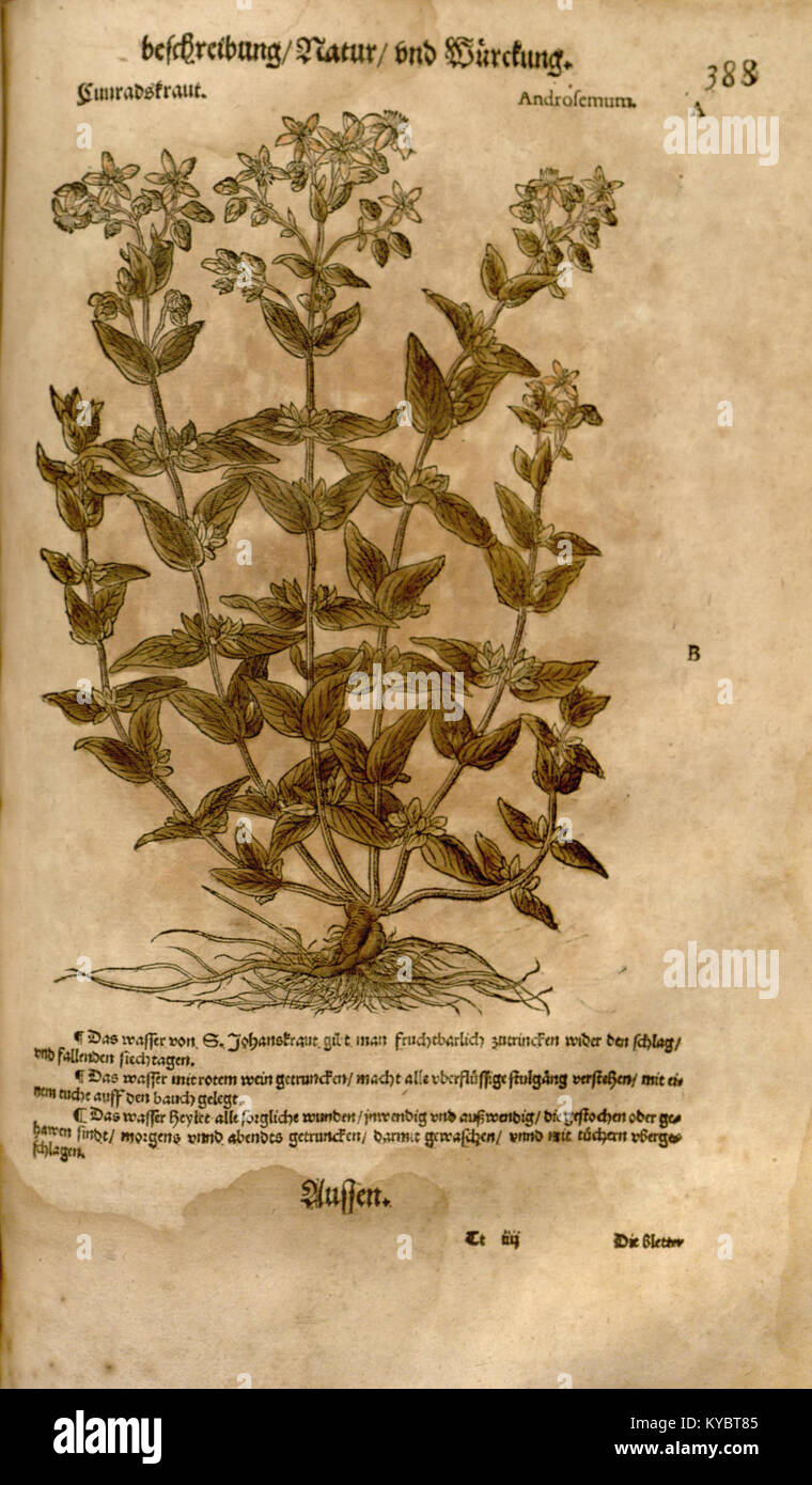 A page from the 'New Kreterbuch,' a 16th-century German herbal featuring  botanical illustrations and Latin descriptions of medicinal plants used in  early European herbal medicine Stock Photo - Alamy