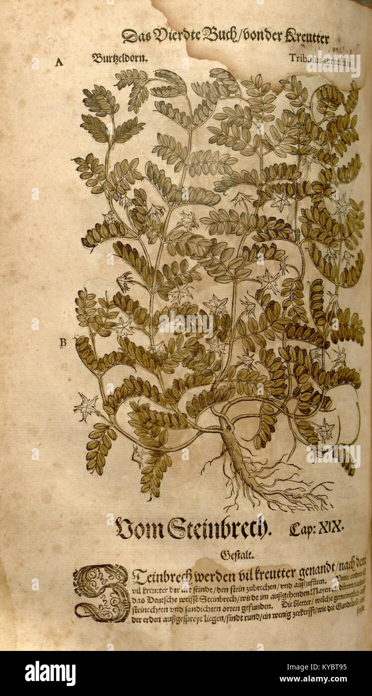 An illustrated botanical plate from Leonhart Fuchs’s *New Kreüterbuch ...