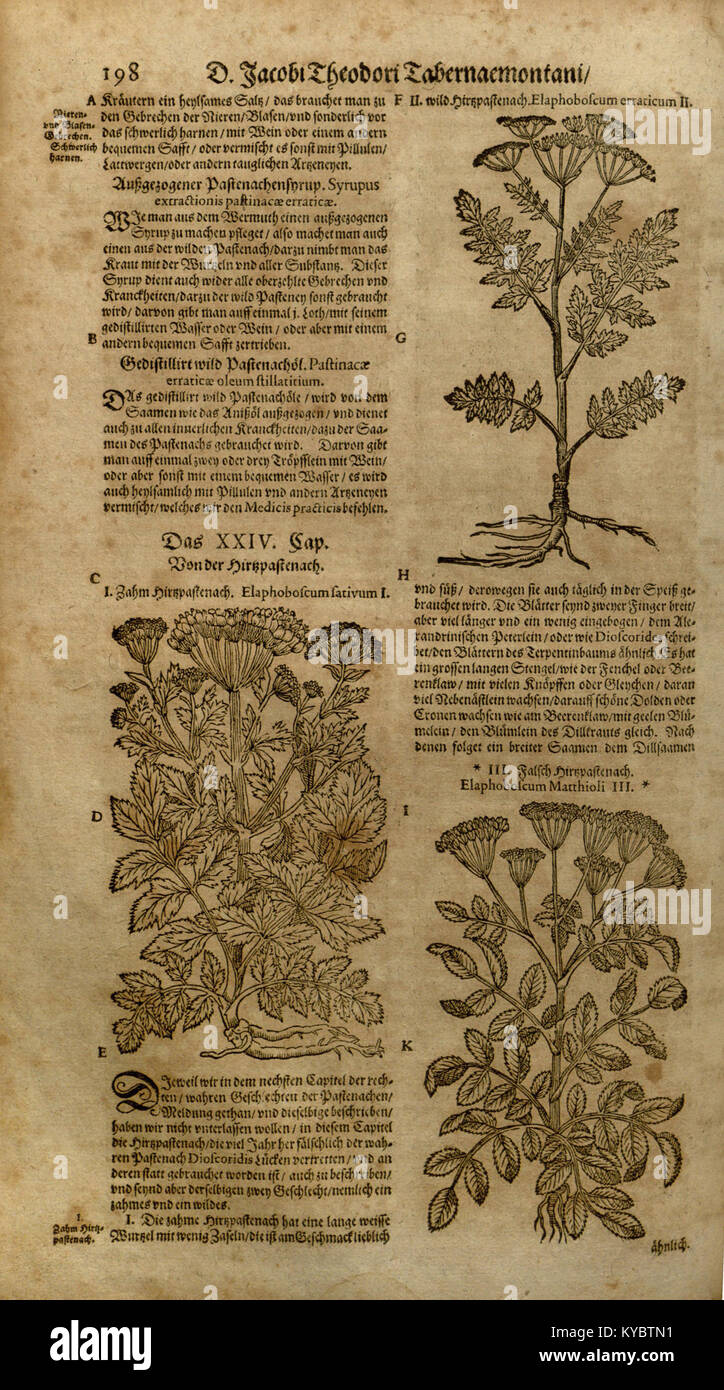 A historical herbal reference page from the 'New vollkommenlich Kräuter ...