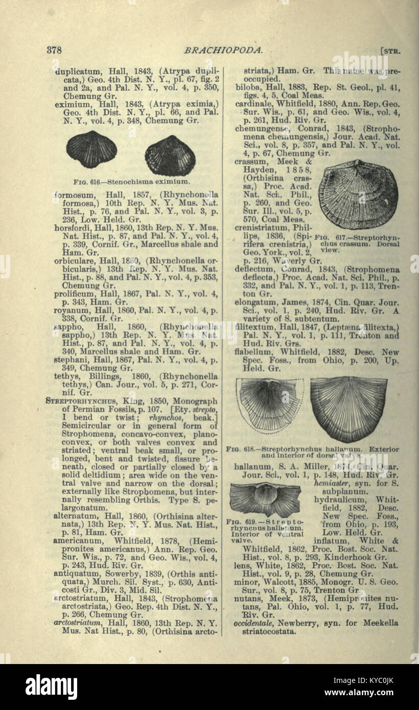 Historicfossils hi-res stock photography and images - Alamy