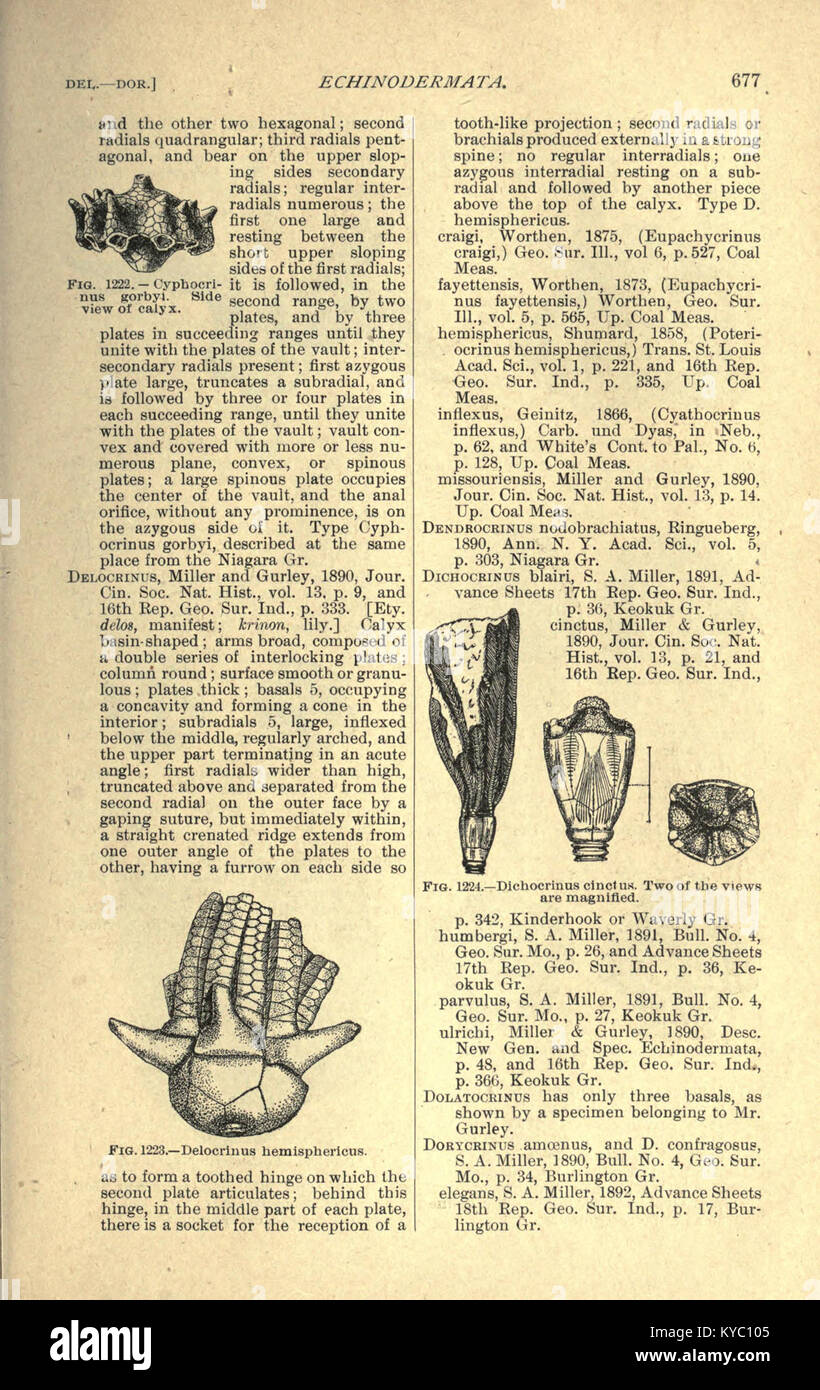 Lewis Documenting Rocks An excerpt focusing on late Paleozoic fossils and North American rock ...