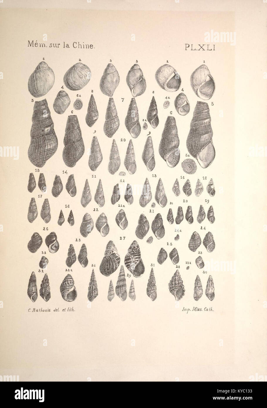 A scientific plate from 'Notes on the Terrestrial Mollusks of the Blue ...