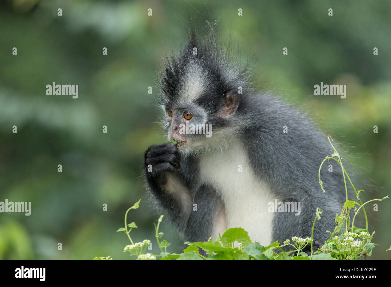 Thomas' langur (Presbytis thomasi), also known as the Thomas Leaf ...