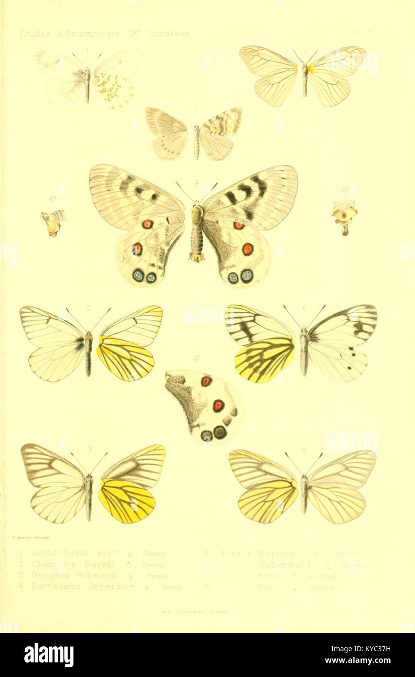 An Entomological Illustration From Charles Oberthur s 1884 Work tudes an-entomological-illustration-from-charles-oberthur-s-1884-work-tudes