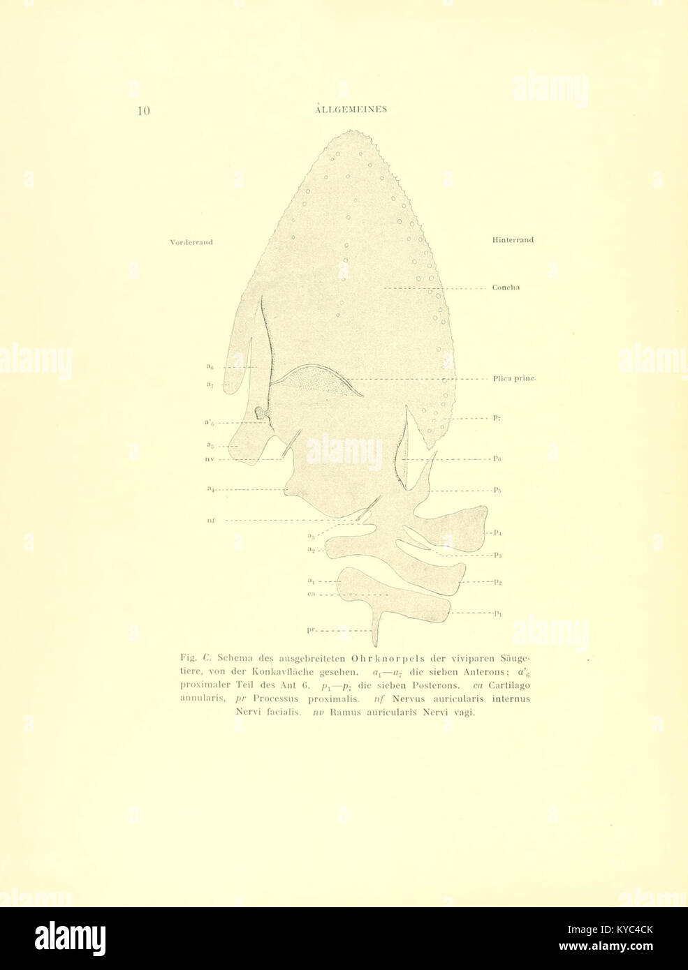 Shell Of An Ear A scientific illustration showing the cartilage and external ear ...