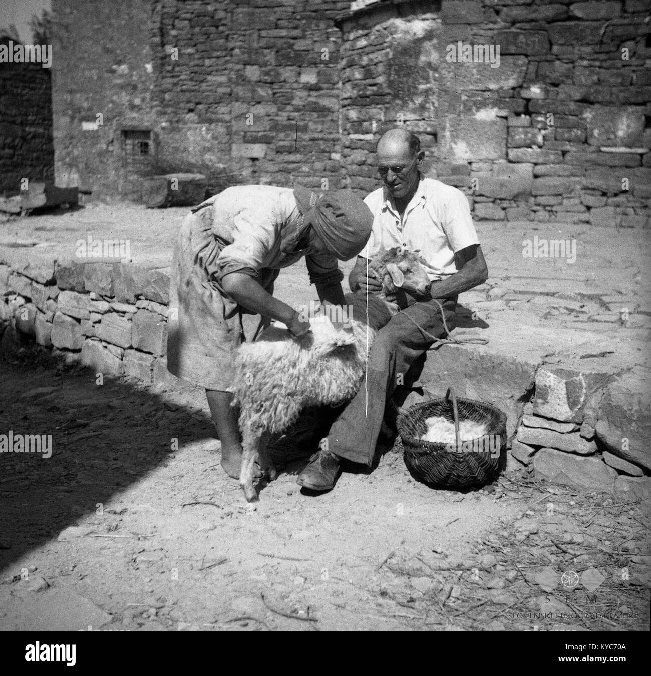 Ovco strižejo, Nodarin, 'Fuć' 1950 Stock Photo