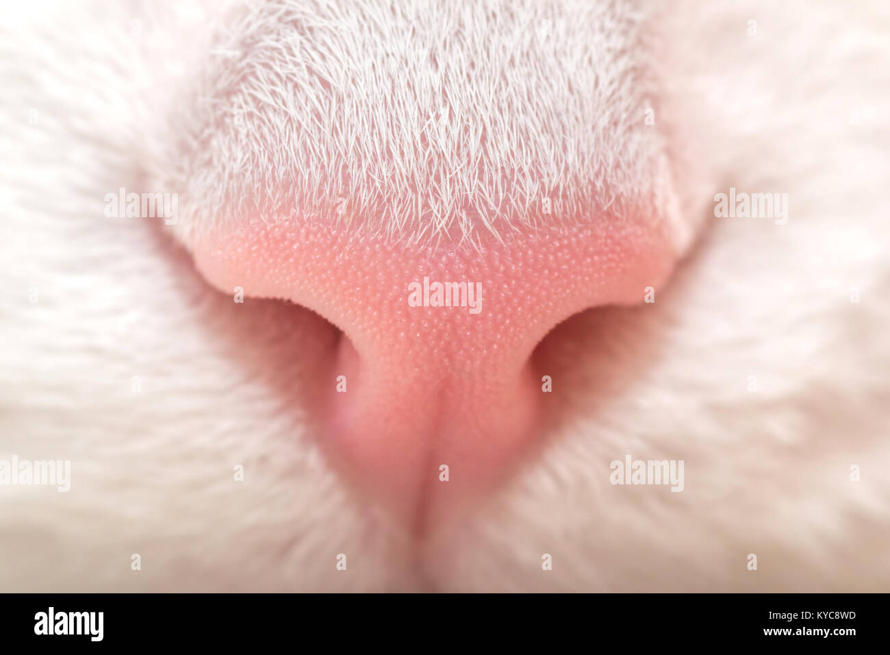 The cat's nose. White cat. Pink nose macro Stock Photo Alamy