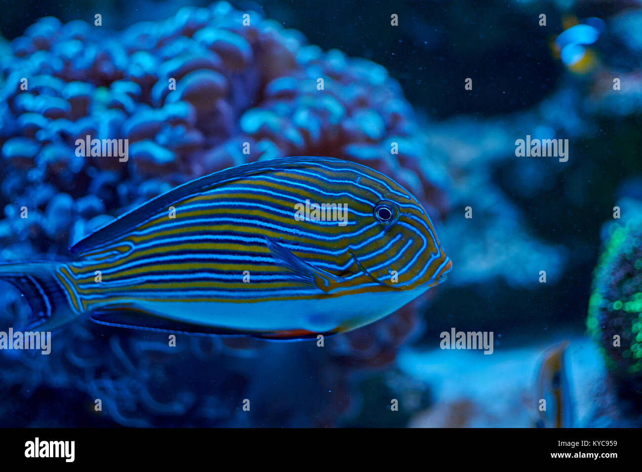 Acanthuridae from surgeonfishes family behind coral in aquarium Stock Photo