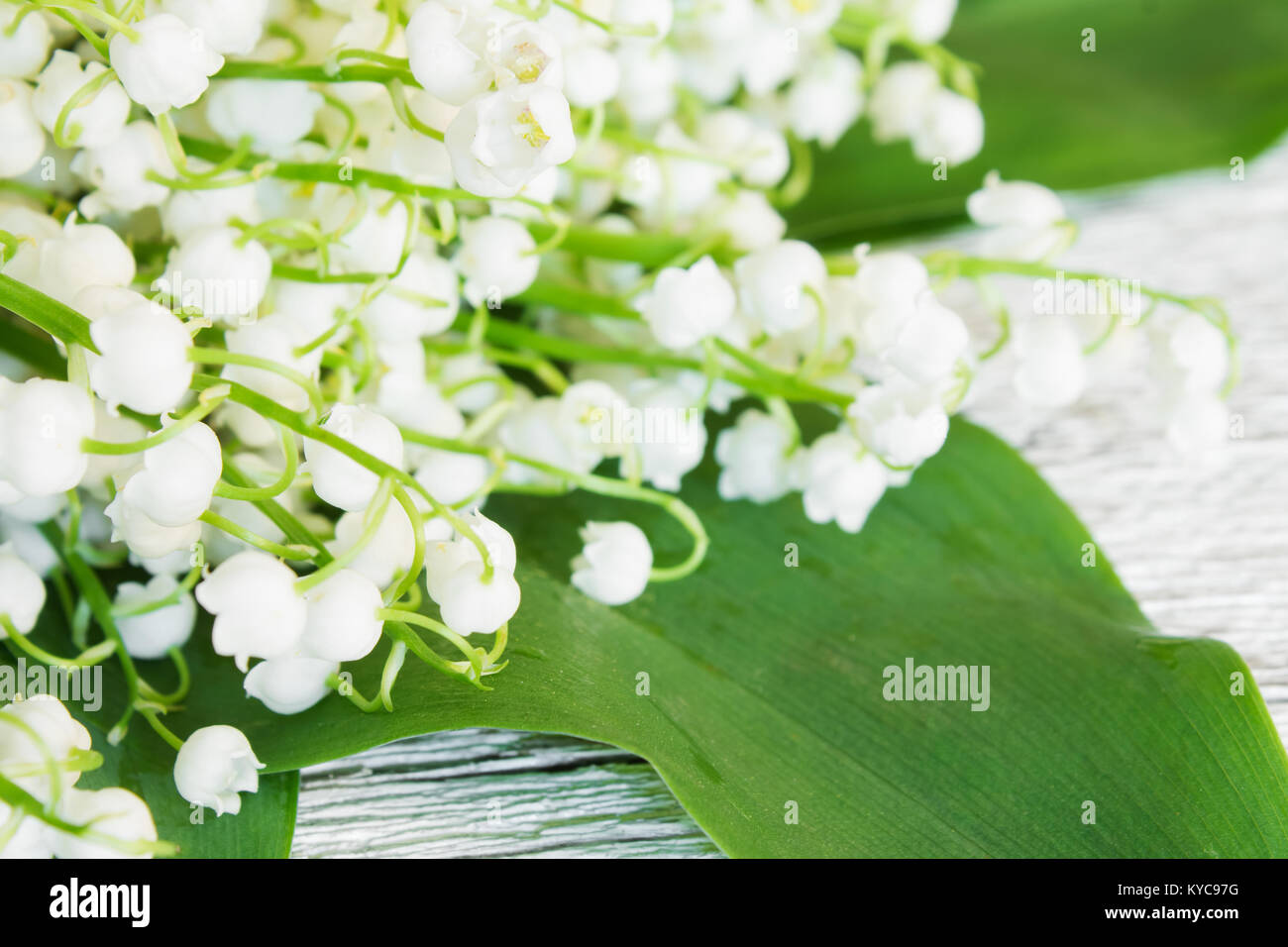 background of delicate florets lily of the valley closeup. Shallow ...