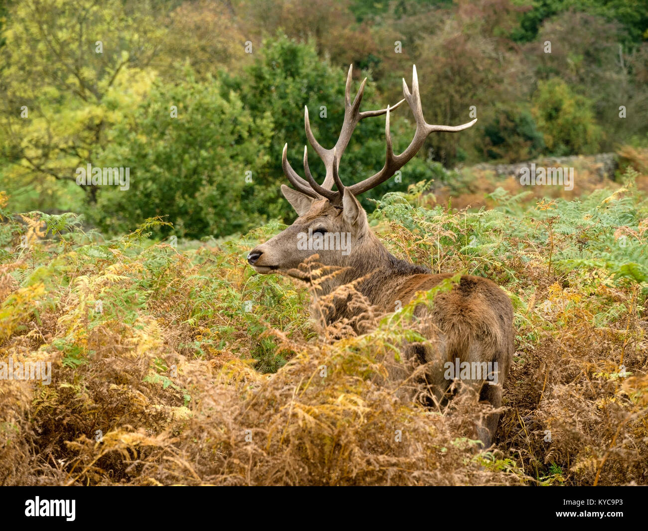 Single large adult male Red Deer Stag (Cervus elaphus) with antlers amongst tall bracken in Charnwood Forest, Leicestershire, England, UK Stock Photo