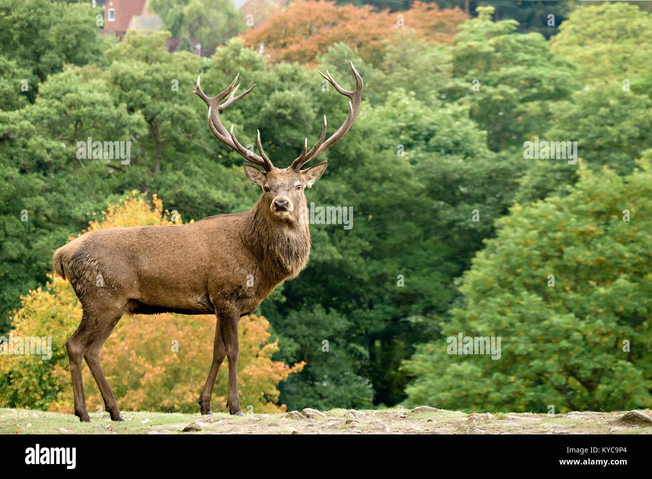 Single large adult male Red Deer Stag (Cervus elaphus) with antlers in Charnwood Forest, Leicestershire, England, UK Stock Photo