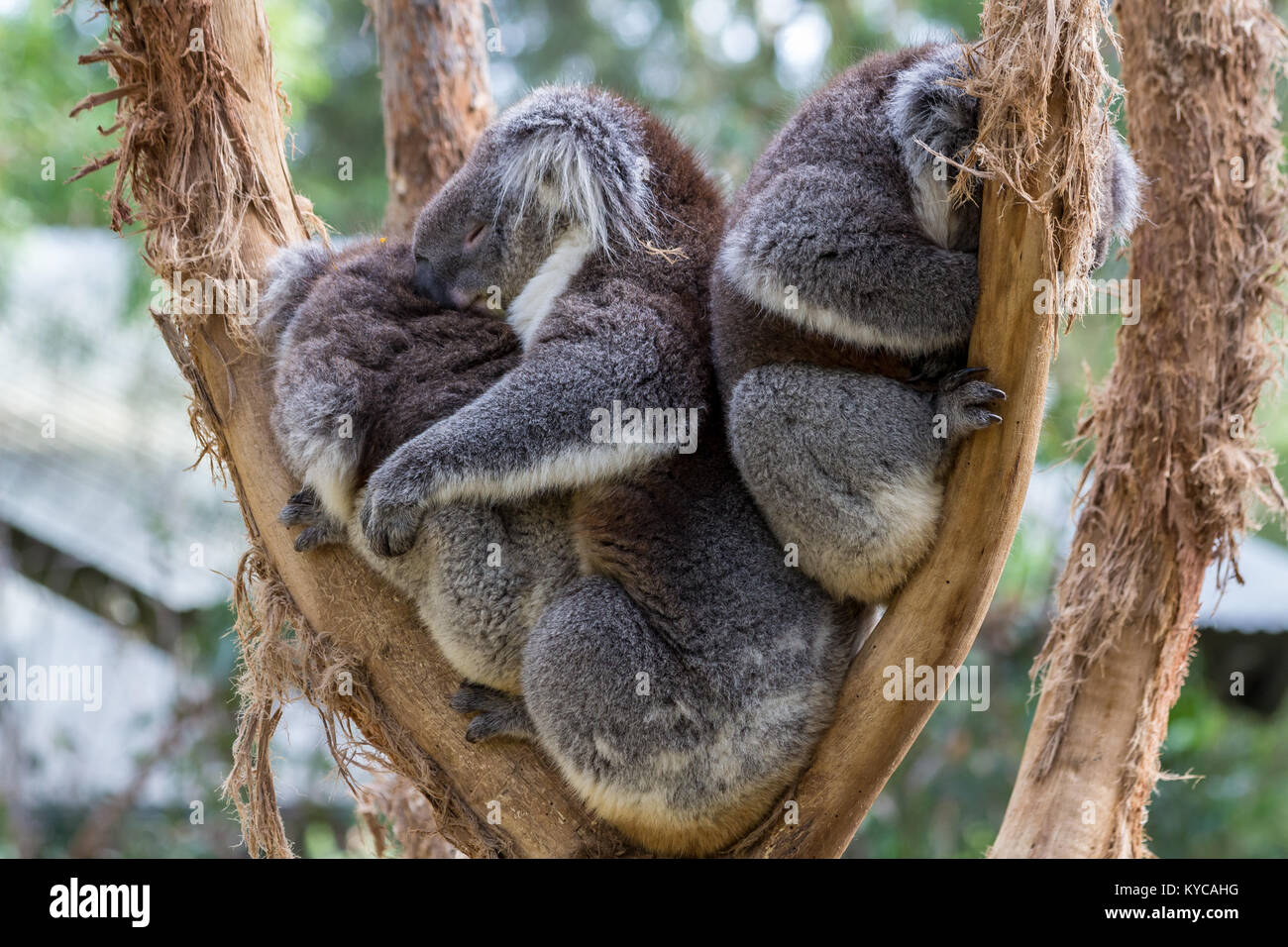 Koalas spend most of the day sleeping. Often you'll find them sleeping