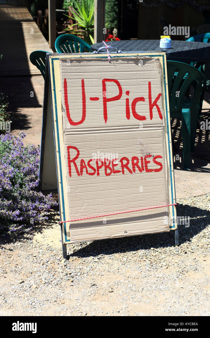 U Pick Raspberries sign on a cardboard Stock Photo