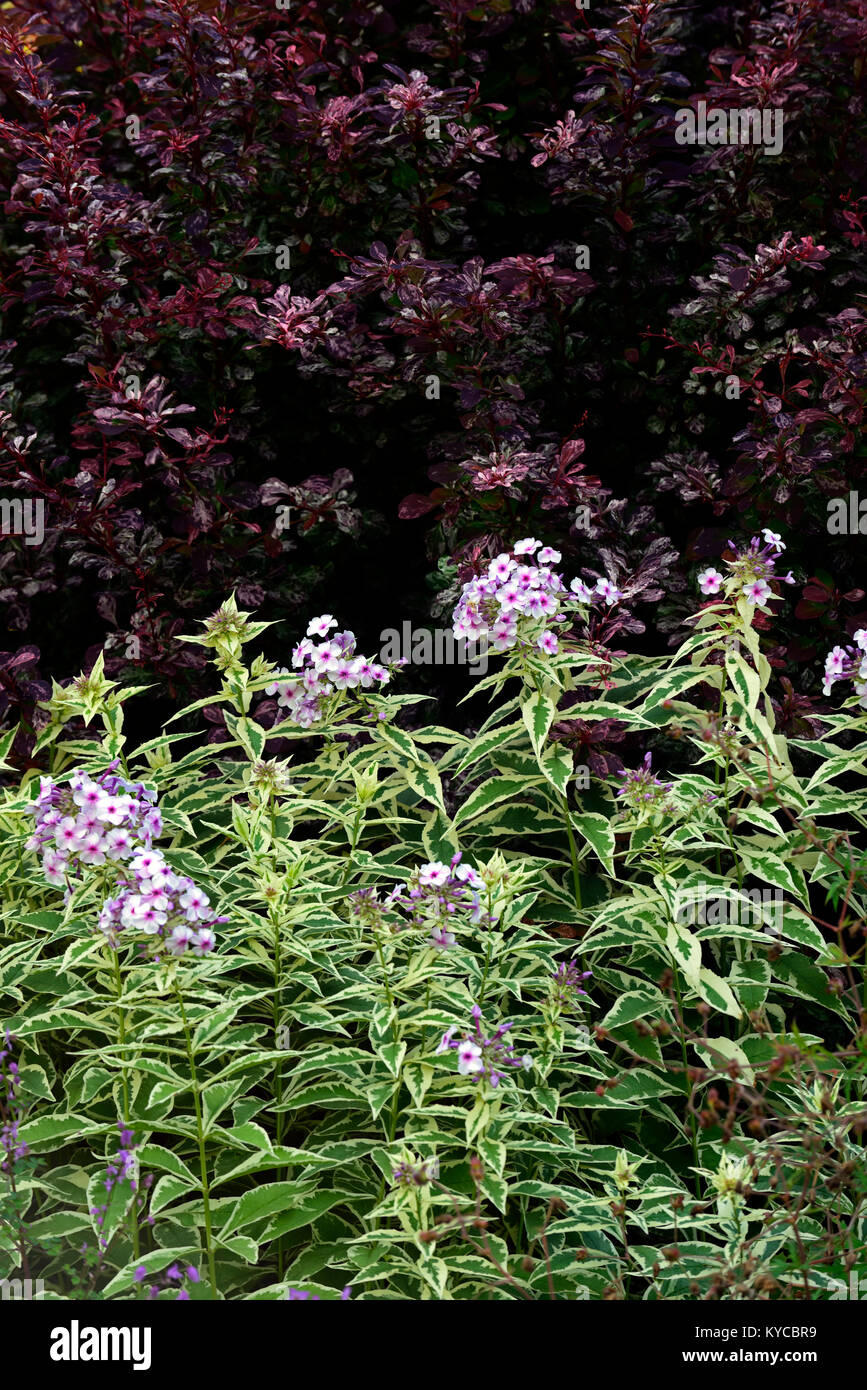 Phlox paniculata Norah Leigh,pink flowers,variegated,foliage,leaves,perennial,flowers,flowering,garden,gardens,RM Floral Stock Photo