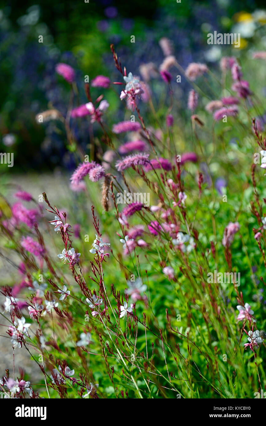 Gaura lindheimeri,Butterfly Gaura,sanguisorba obtusa,pink,white,flower,flowers,flowering,garden,gardens,RM Floral Stock Photo