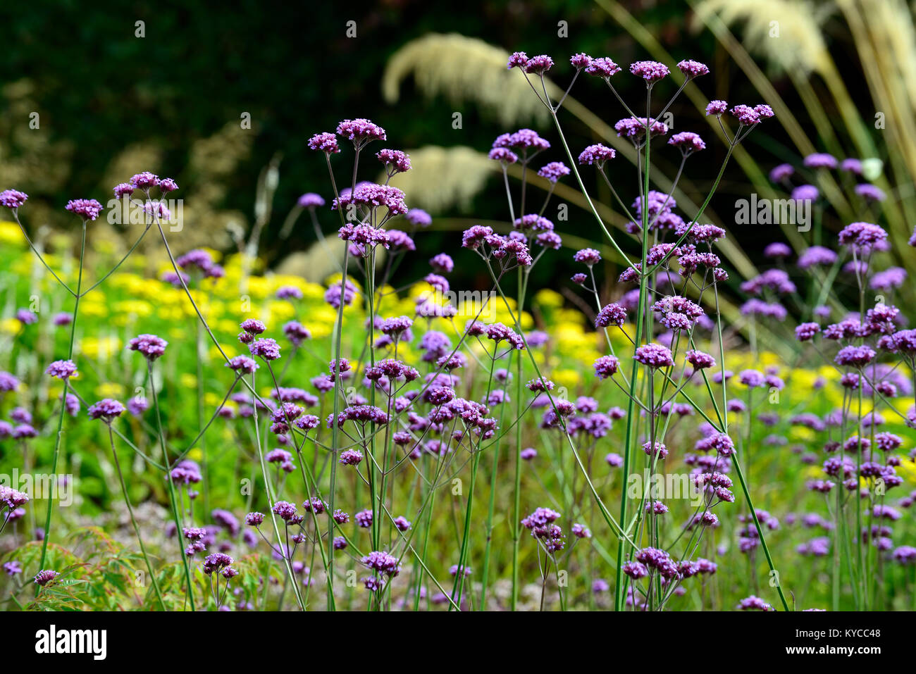 verbena bonariensis,tall, perennial ,purple ,flower ,flowers, mixed  planting, prairie style, planting scheme,RM Floral Stock Photo - Alamy