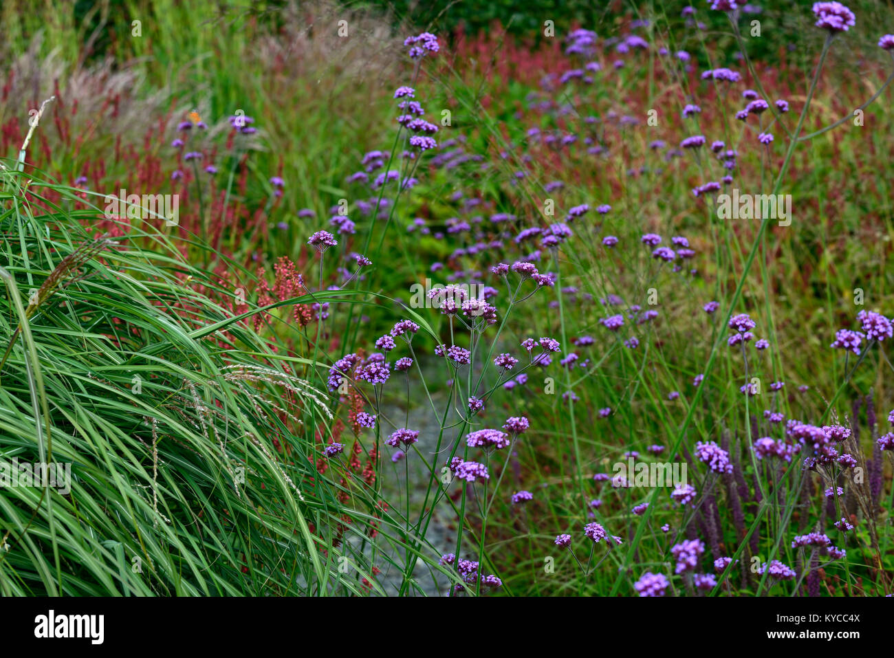 verbena bonariensis,drift,purple,flower,flowers,prairie planting,style,garden,gardens,grass,grasses,persicaria,RM Floral Stock Photo