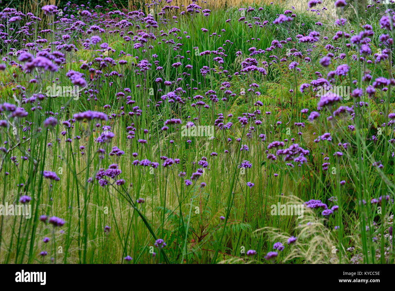 verbena bonariensis,drift,purple,flower,flowers,prairie planting,style,garden,gardens,RM Floral Stock Photo