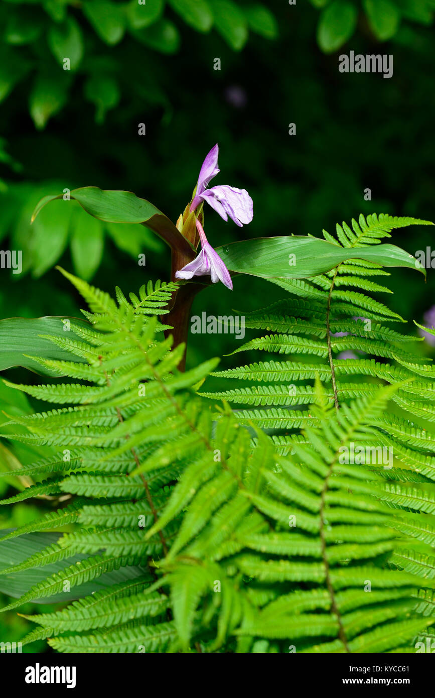 roscoea purpurea,purple,flower,flowers,flowering,among,amongst,fern,ferns,dryopteris,shade,shady,wood,woodland,garden,gardens,RM floral Stock Photo
