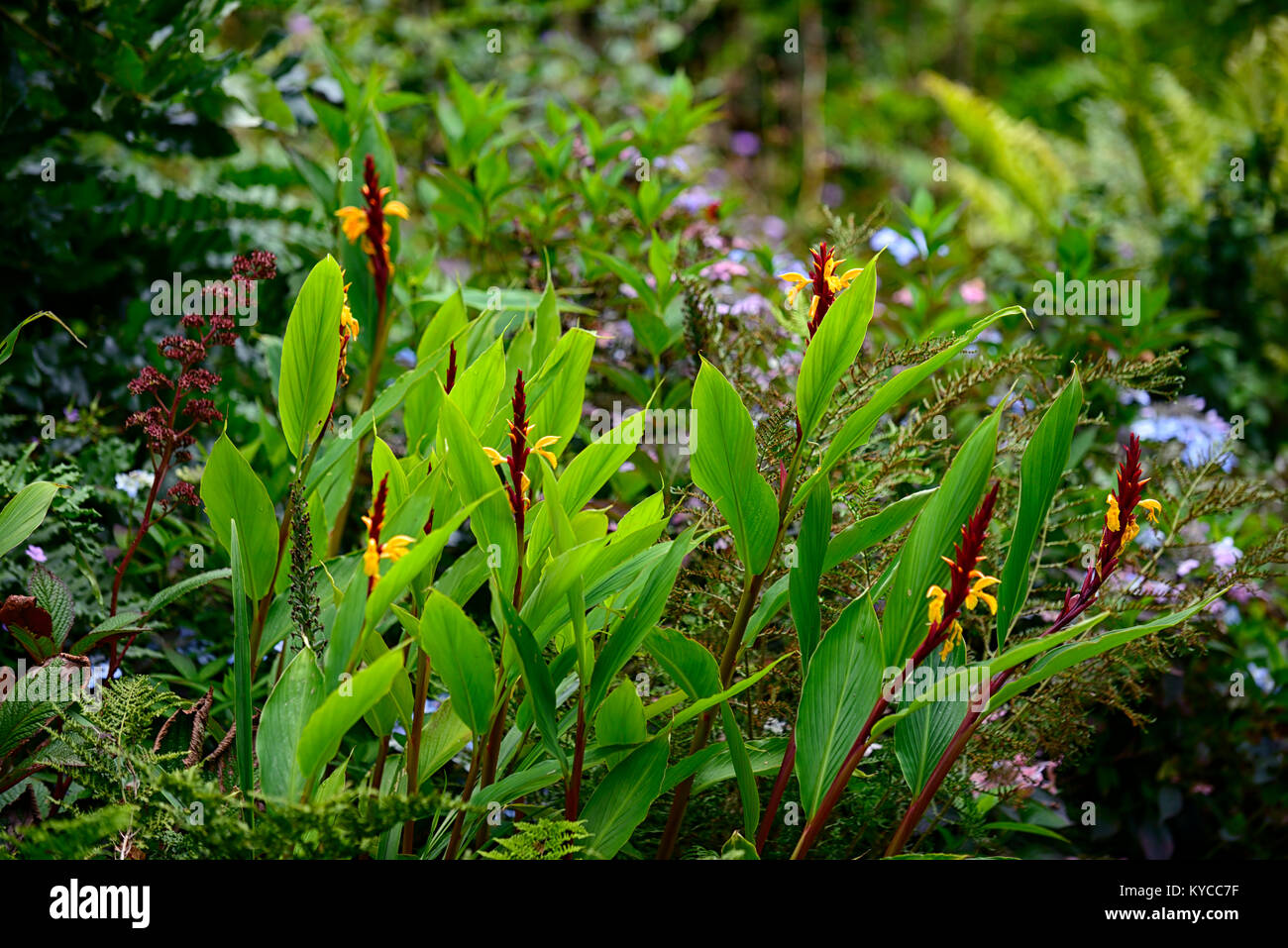 Ferns Flowers Stock Photos & Ferns Flowers Stock Images Alamy