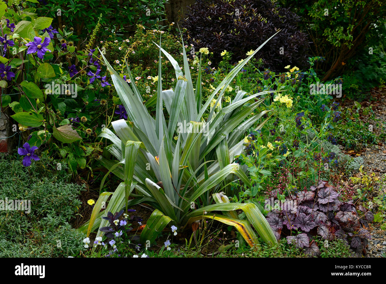 Astelia chathamica silver spear,mix,mixed,bed,border,perennial,annual,flowers,flowering,planting scheme,RM floral Stock Photo