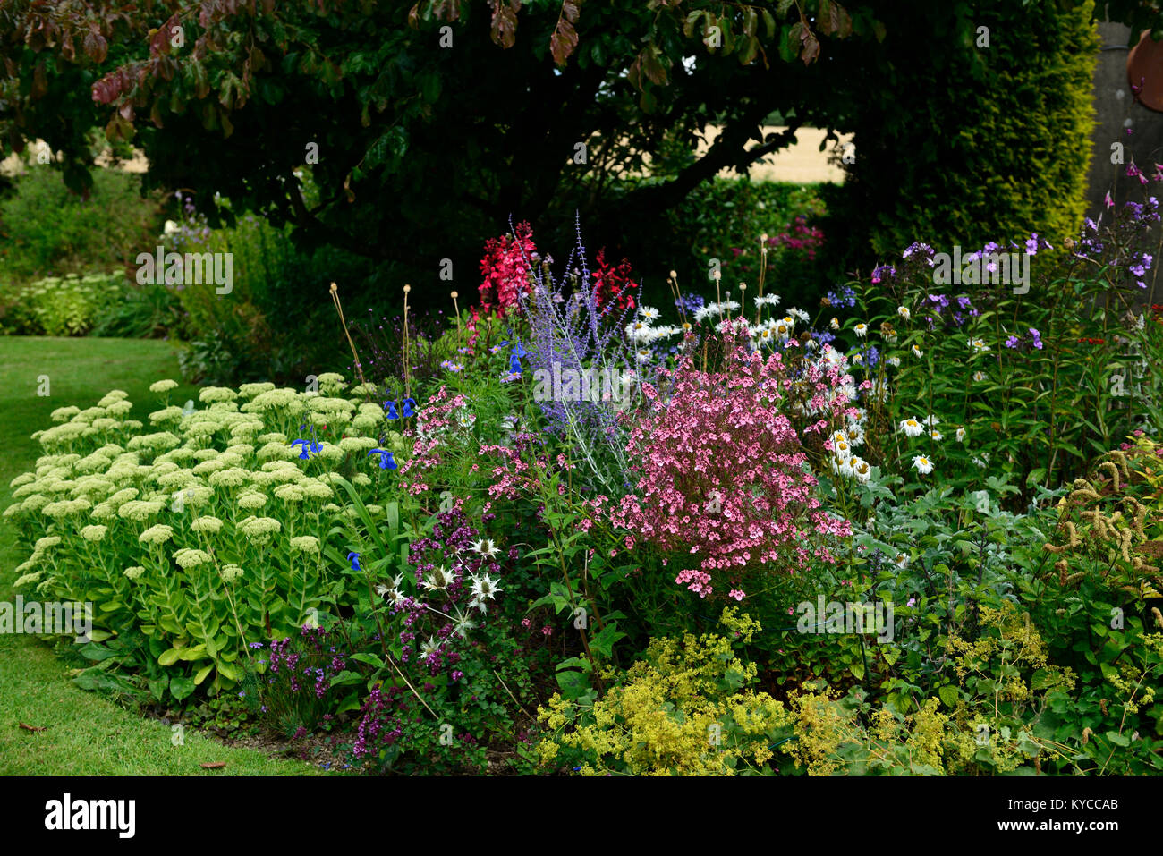 mix,mixed,bed,border,diascia,lobelia,sedum,nepeta,eryngium,RM Floral Stock Photo