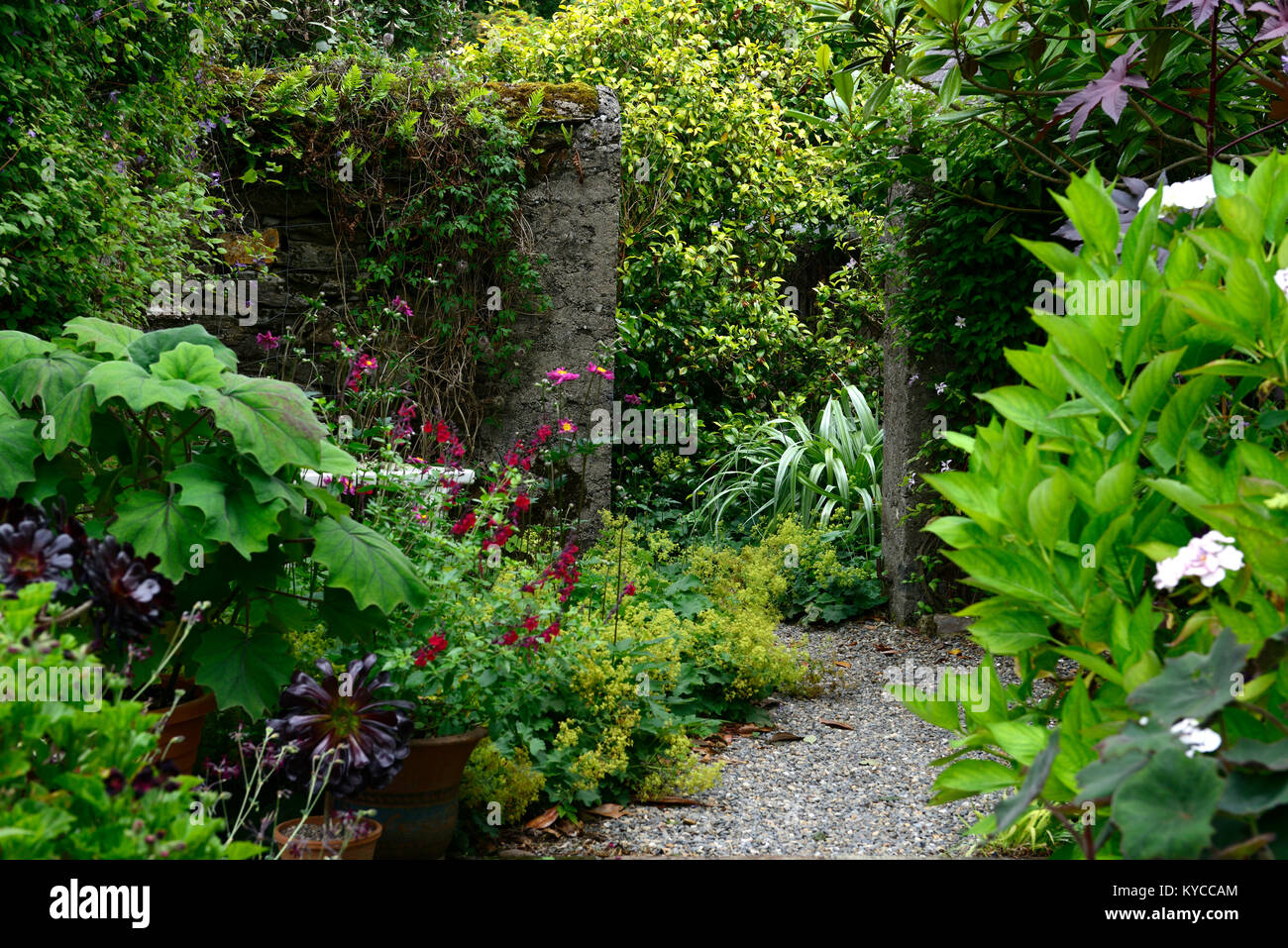 patio,entrance,pots,containers,roldana,salvia,anemone japonica,Astelia chathamica silver spear,mix,mixed,secluded,lush,summer,garden,gardening, Stock Photo