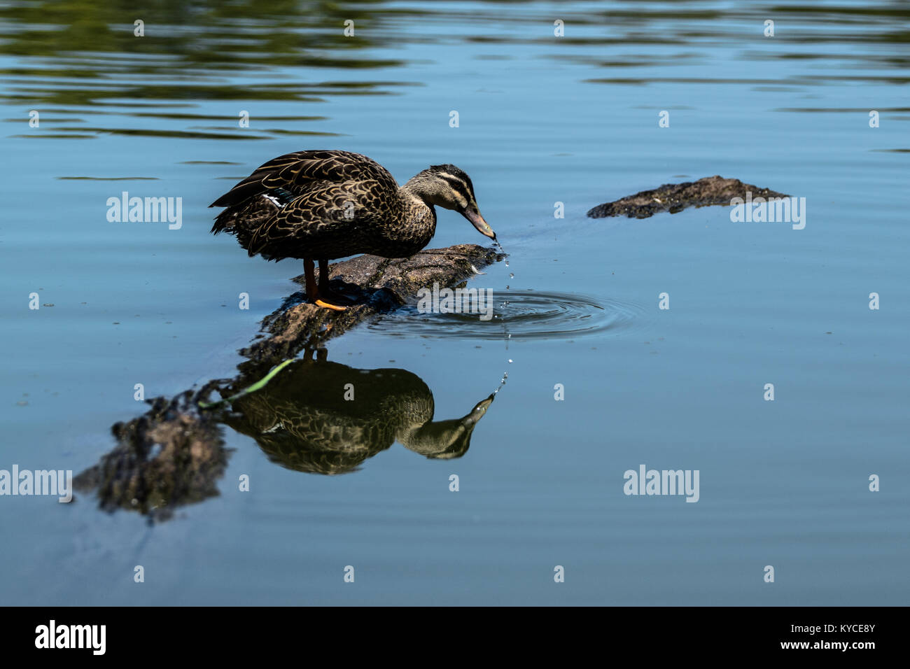 Beautiful wild animals hi-res stock photography and images - Alamy