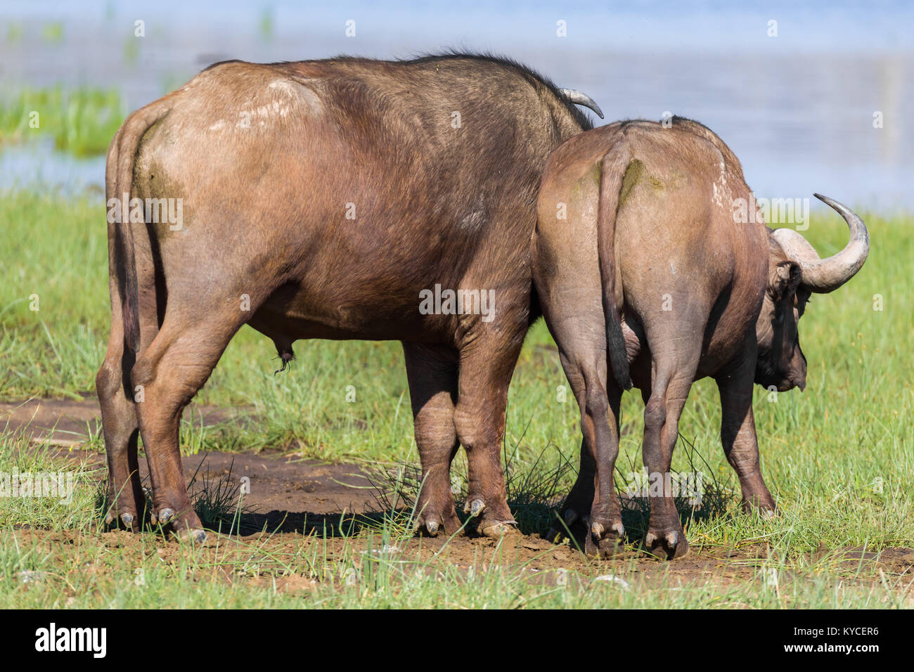 Fighting buffalo bulls  near lake, October 2017 Nakuru national park, Kenya, Africa Stock Photo