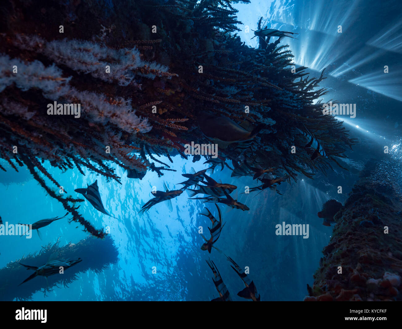 busselton jetty pylon with fish and coral Stock Photo Alamy