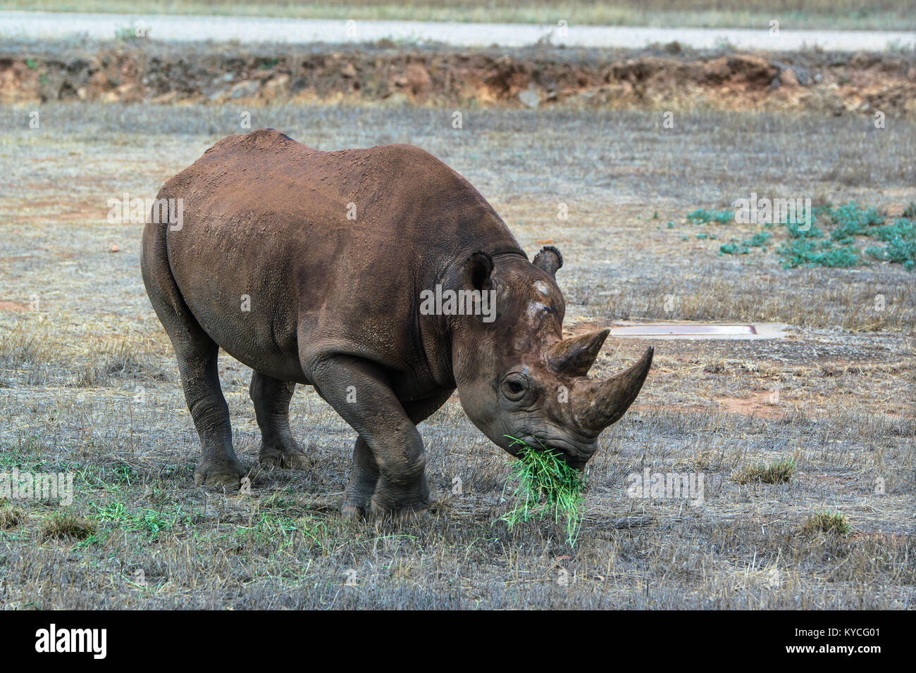 Rhinoceros Stock Photo